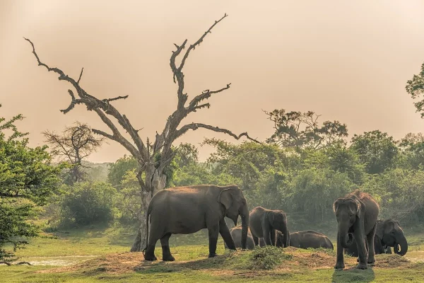 Yala National Park (2)_21_11zon